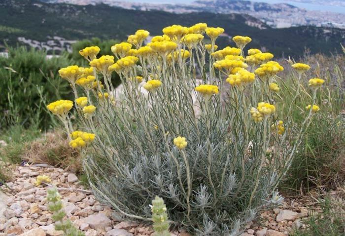 Sollacaro Villa Vue Mer Et Nature Route De Cigala מראה חיצוני תמונה